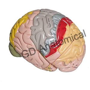 Human Brain Model - 4 Parts, Color-Coded,1.5 times enlarged