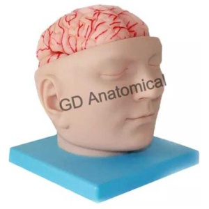 Human Brain With Arteries