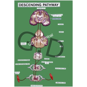 Descending Pathway