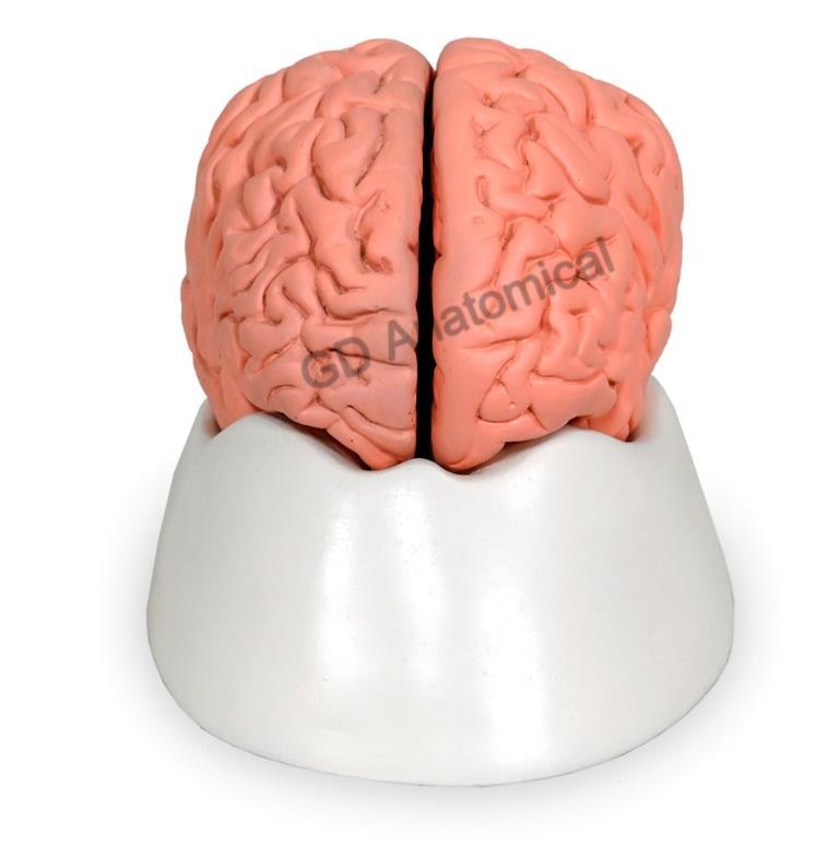 Human Brain Model, 2 Part