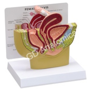 Female Pelvis Model