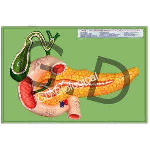 Gallbladder Duodenum & Pancreas