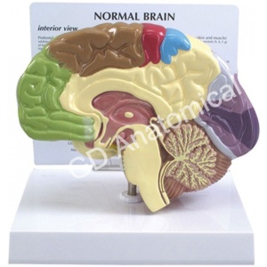 Human Brain Model