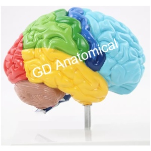 Human Brain Life Size Color-Coded Model 