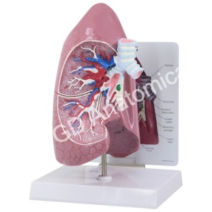 Lung Model