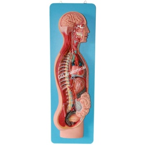 Sympathetic Nervous System