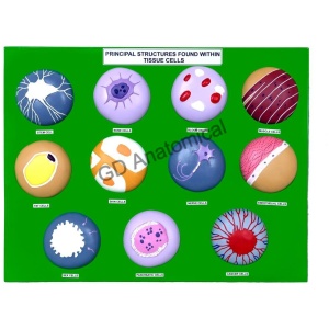 Principal Structures Found Within Tissue Cells