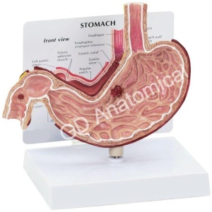 Stomach Model
