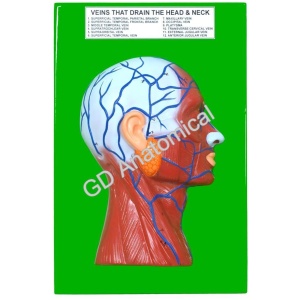 Veins That Drain The Head and Neck