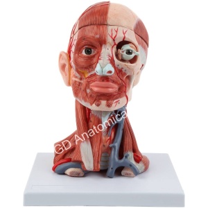 Head, Brain & Neck with Muscles Model