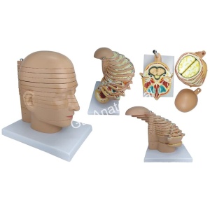 Sliced Head Model, 12 Slices