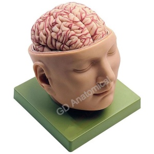 Brain with Arteries on Head Model
