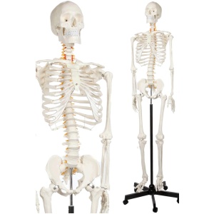 Human Skeleton Model