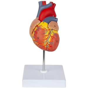 2-Part Life Size Human Heart
