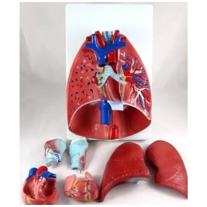 7-Part Human Lung and Respiratory System (3/4 Life-Size)