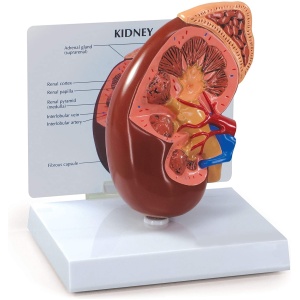 Basic Kidney Anatomy Model