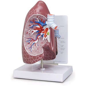 Basic Lung Anatomy Model