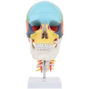 Didactic Skull on Cervical Vertebrae with Nerves and Arteries