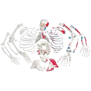 Disarticulated Human Skeleton Model with Painted Muscles, Complete with 3-part Skull