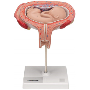 Fetus Model, 7th Month
