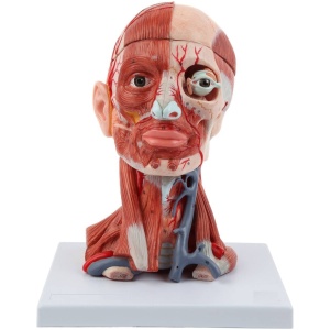 Head and Neck Muscle Model