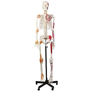 Human Skeleton Model Sam with Muscles & Ligaments