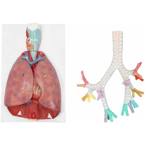 Lung Anatomy Model Set