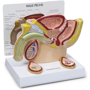 Male Pelvis Model with Testicles
