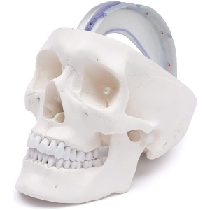 Part Human Skull with Dura Mater, Blood Vessel Pathways, and Sinus Cavities