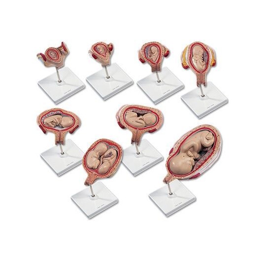 Pregnancy Models Series, 8 Individual Embryo & Fetus Models