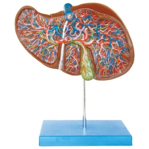 Liver dissection Model