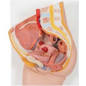 Female Pelvis Model in Median Section, 2 part