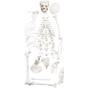 human Half Disarticulated Skeleton model