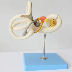 Inner Ear Labyrinth Model