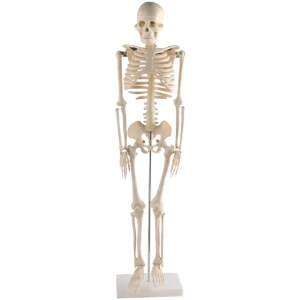 Small Mini Human Skeleton Model