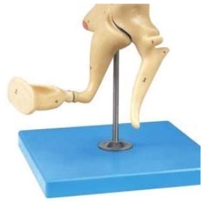 Auditory Ossicles Model