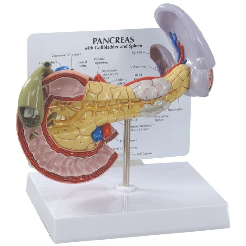 Biological Models